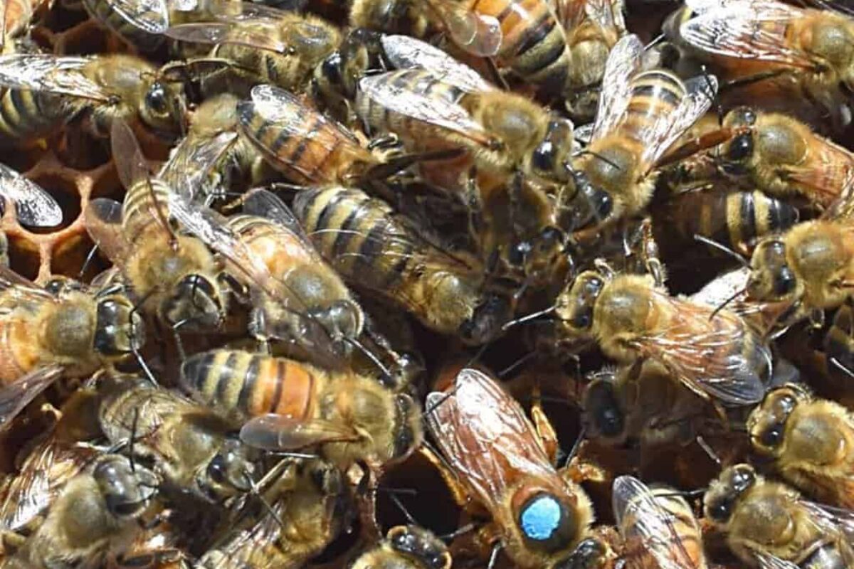 Creating a Queen Bee Look: Tips for Beekeepers