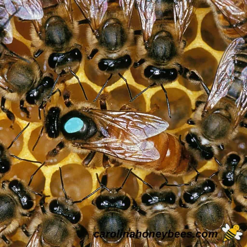 Queen Bee Size Comparison