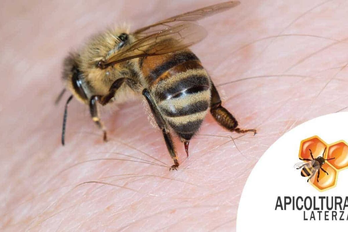 Understanding the Risks of a Queen Bee Sting: What Beekeepers Need to Know