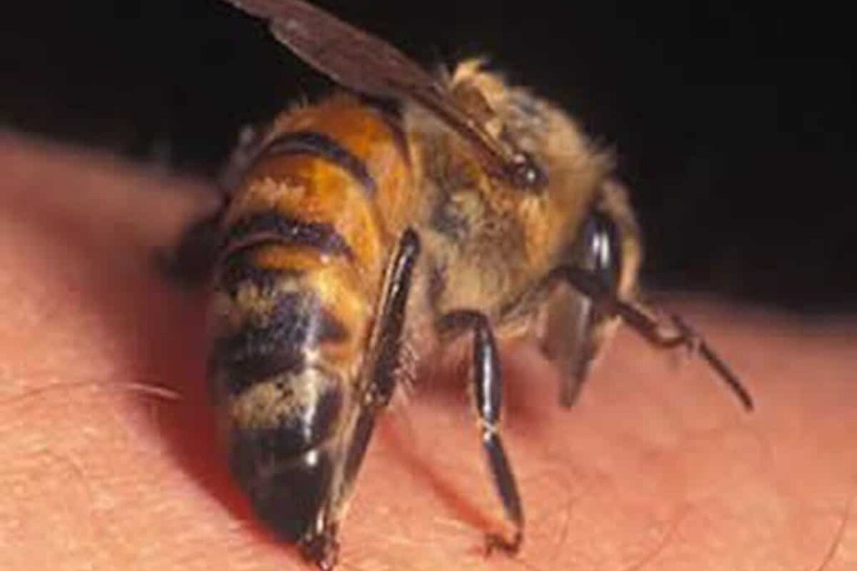 Beekeeping: Discover How to Handle Queen Bee Stingers