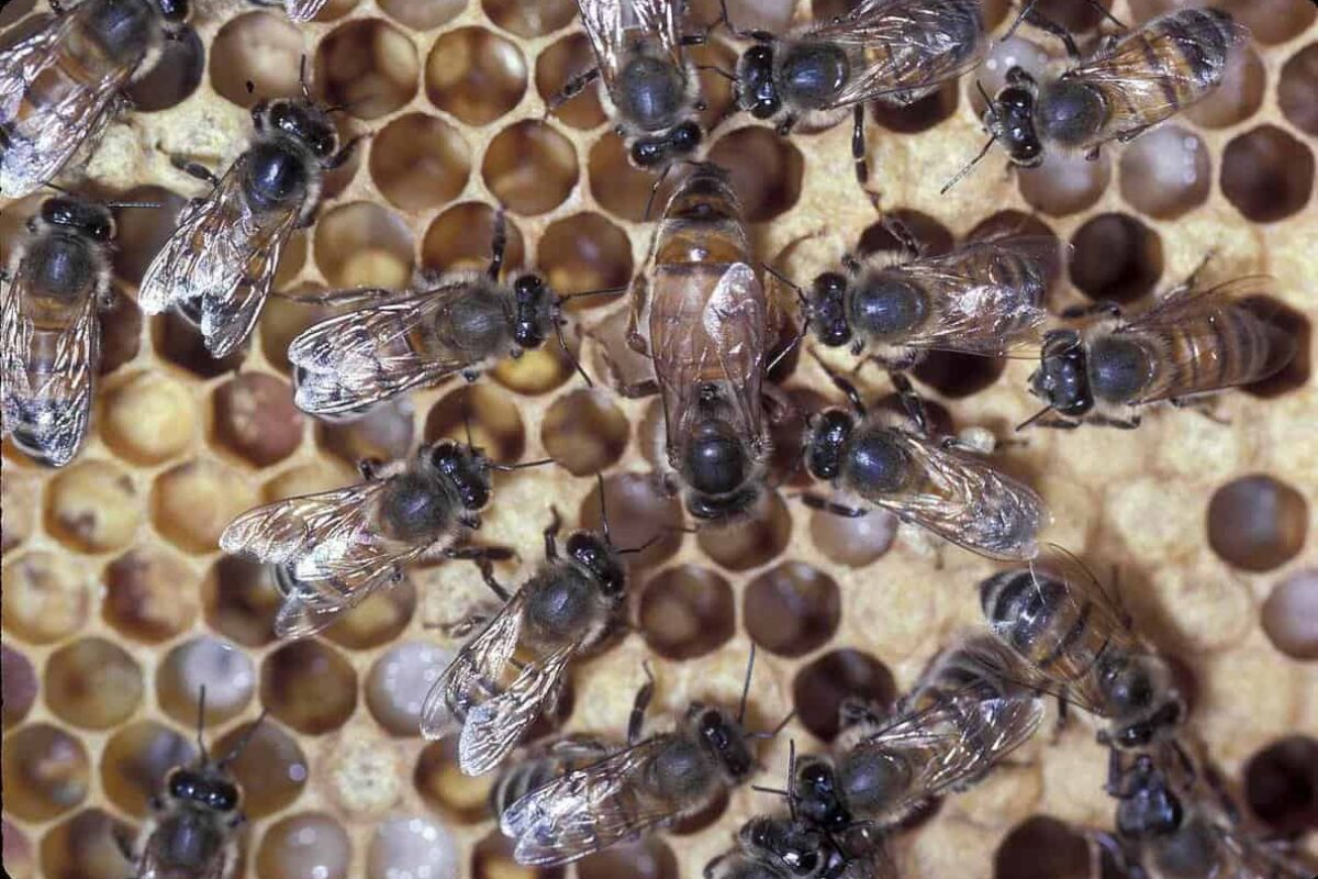 Discover the Amazing Role of Queen Drone Worker Bee in Beekeeping