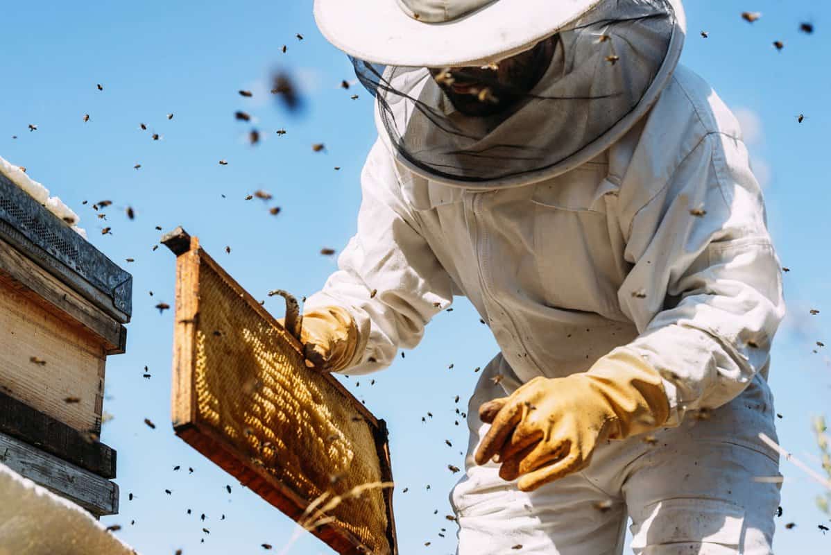Removal Of Bee Hives From Lawns