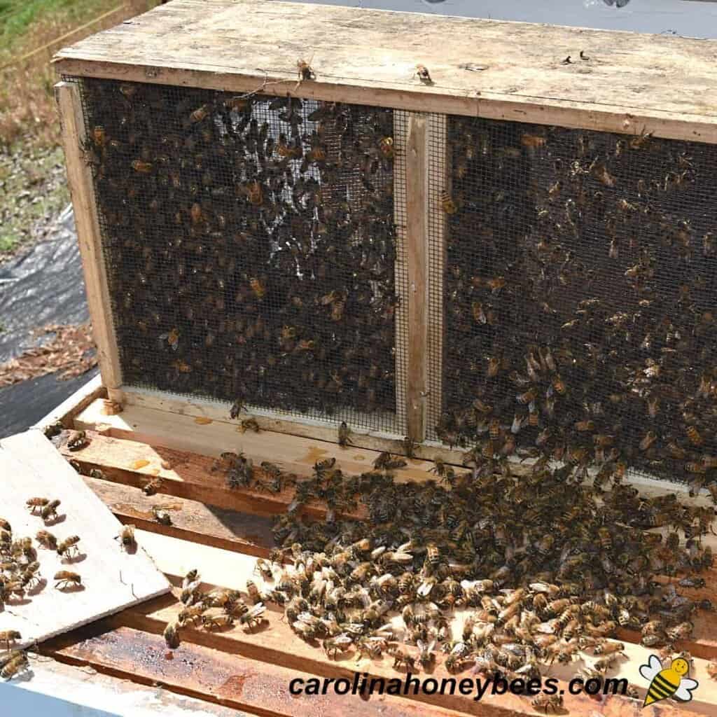 Requirements For Starting Beekeeping In Your Basement