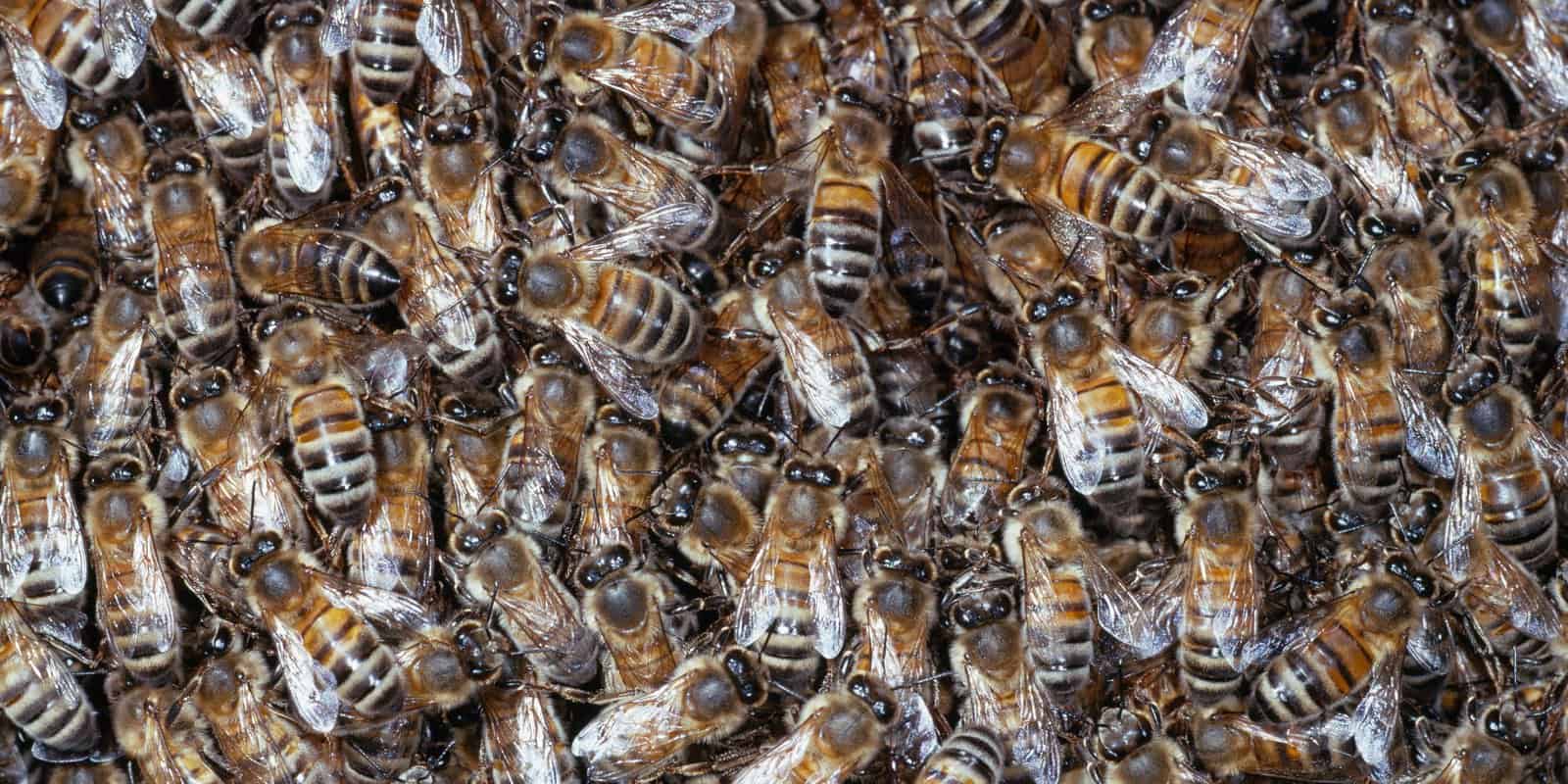 Risks Of Beekeeping With Black Honey Bee In The Us