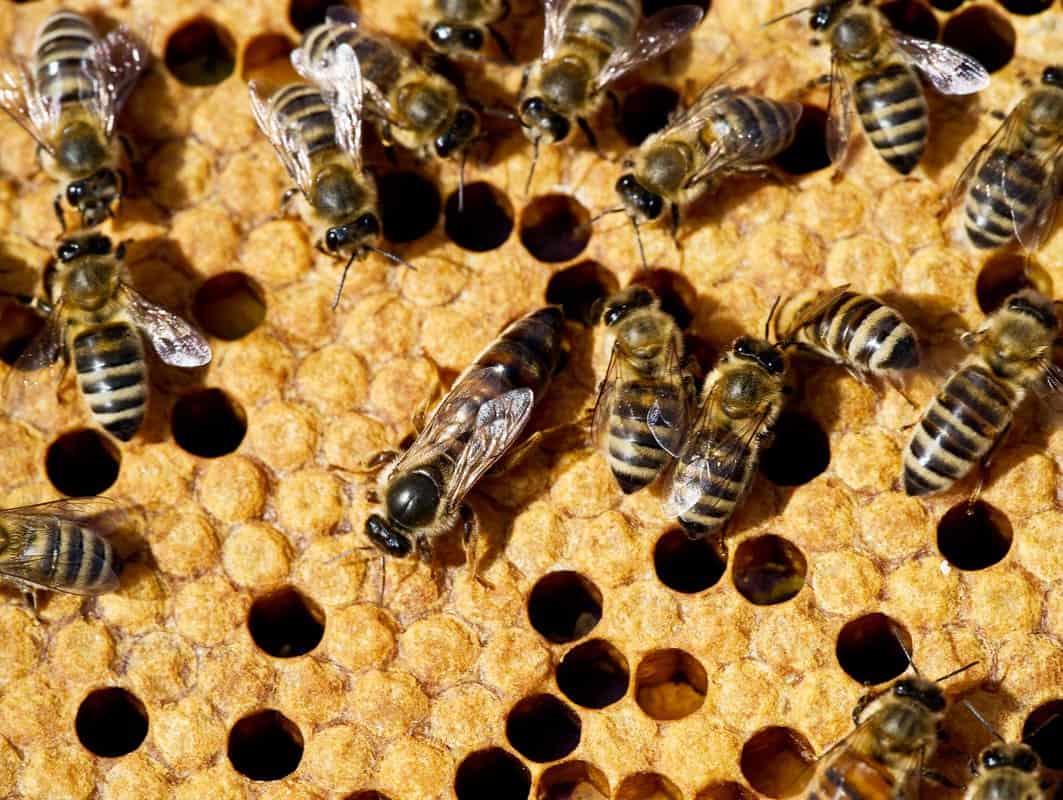 Risks Of Having Shiny Bee