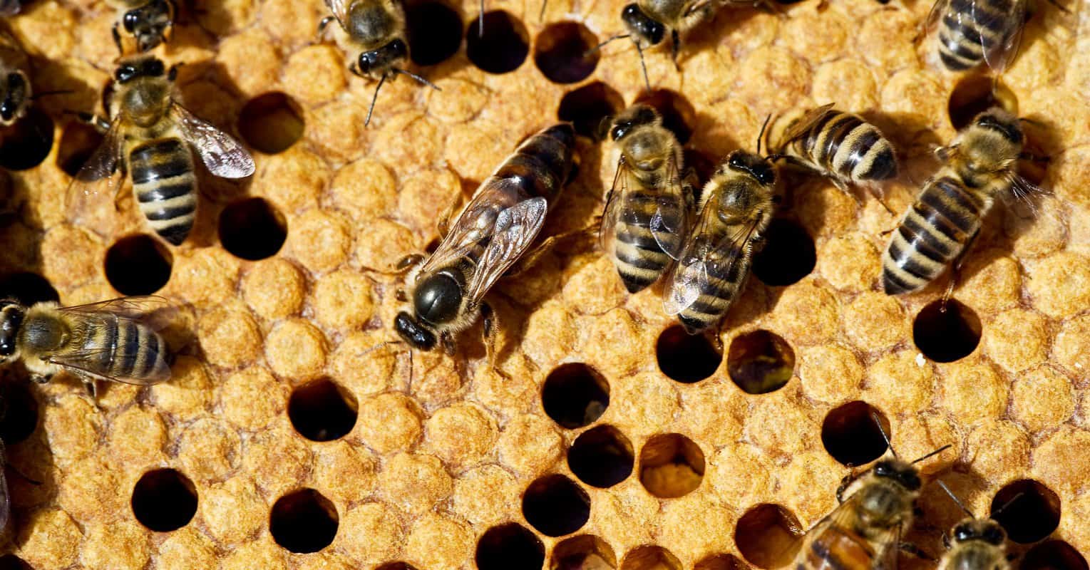 Risks Of Using Bee Away Spray
