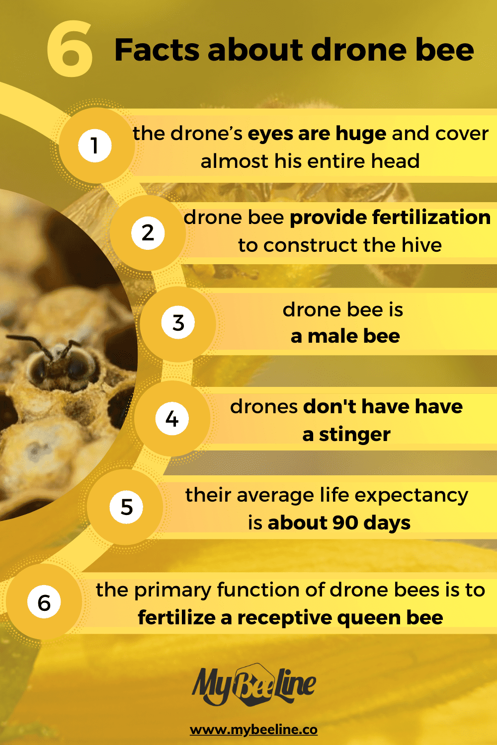 Roles Of Queen, Drone, And Worker Bees