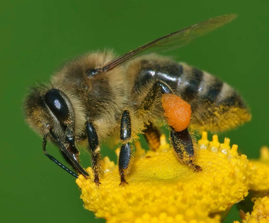 Scientific Name Of Honey Bee