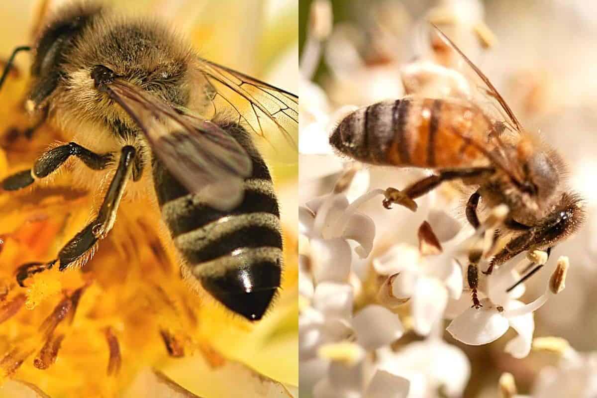 Unlock the Secrets of Shiny Beekeeping with the Amazing Shiny Bee!