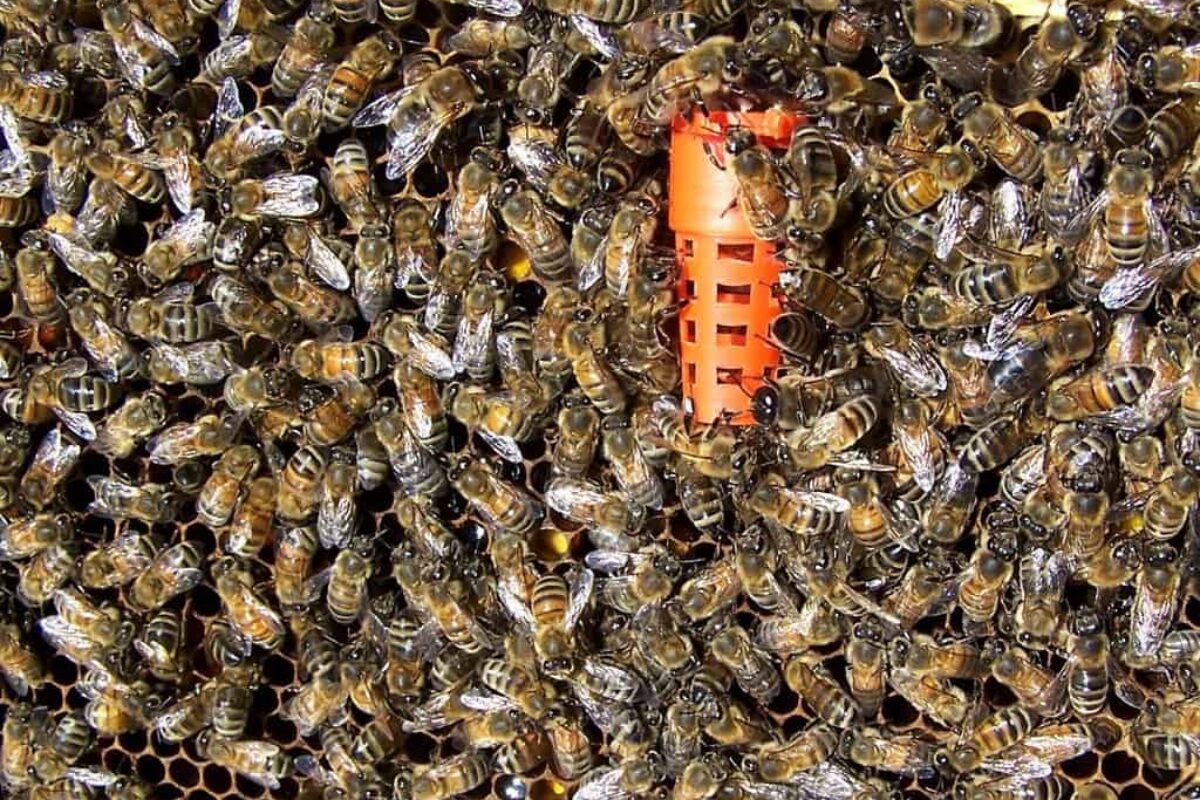 Discover the Fascinating Size of Queen Bees in Beekeeping