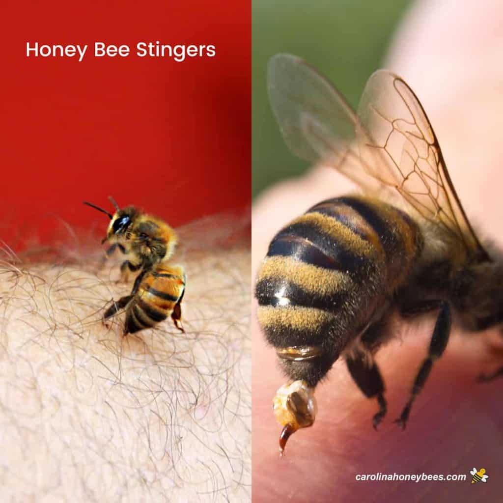 Stinging Behavior Of Honey Bees
