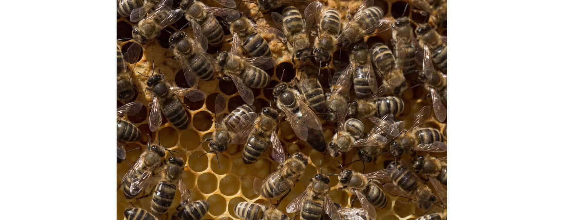 The Queen Bee Egg Laying Process