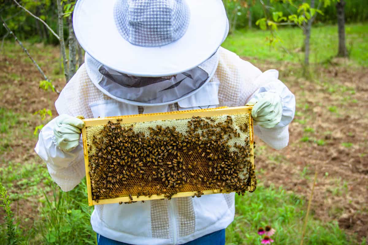 Tips For Beekeeping With Black Honey Bee