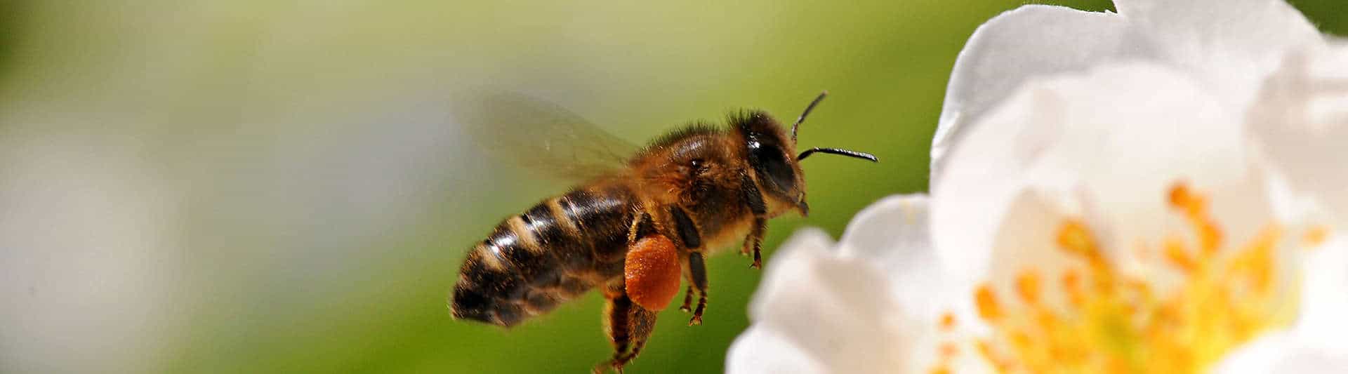 Tips For Safely Making And Using Natural Bee Killer Spray