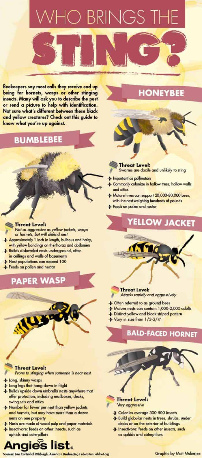 Types Of Bee Stings