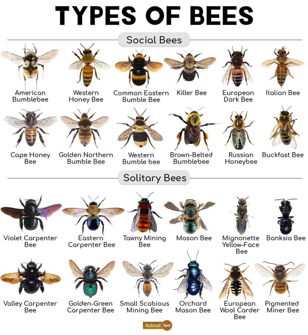 Types Of Bees Found In Lawns