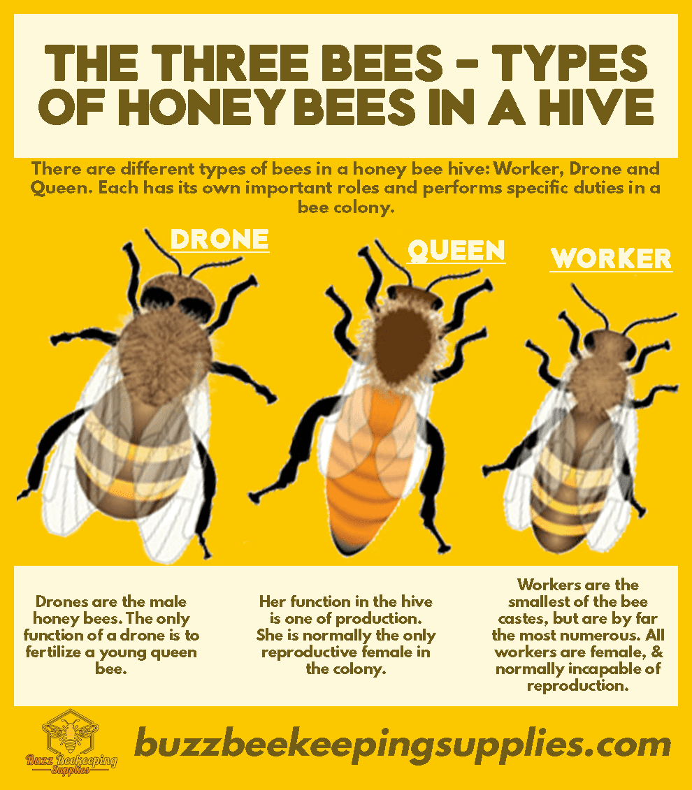 Types Of Bees In A Hive