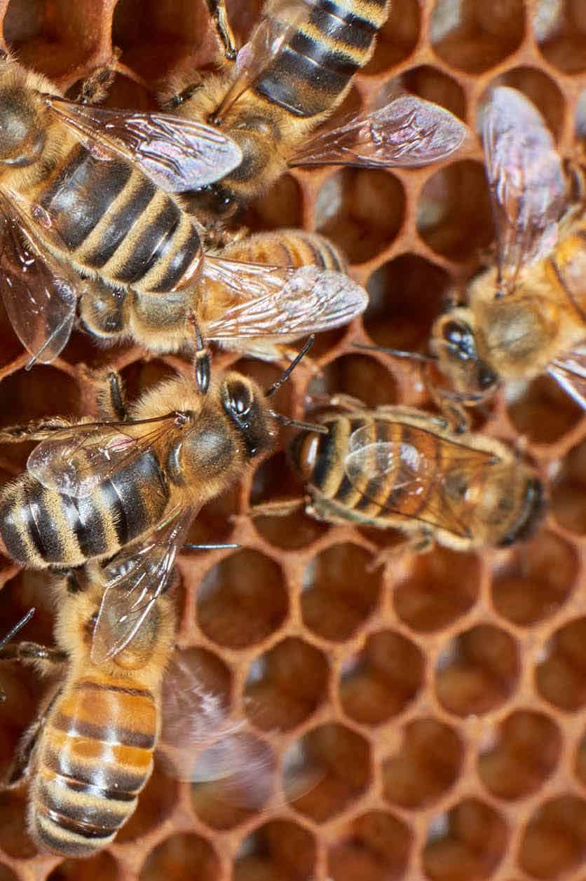 Understanding Bee Behavior
