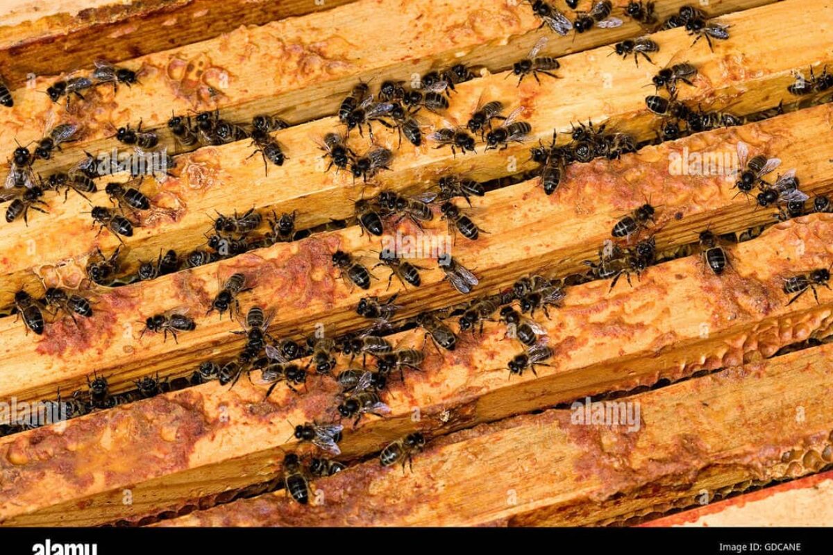 Beekeeping: Incredible Benefits of Keeping Weird Looking Bees