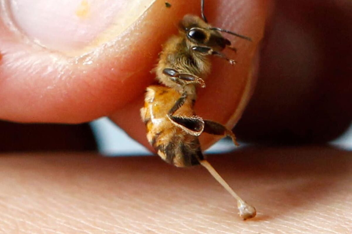 Uncovering the Mystery of What Bee Stingers Are Made Of: A Beekeeper’s Guide