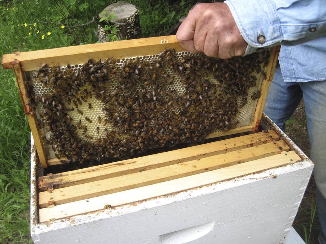 What Are Beehives Made From?
