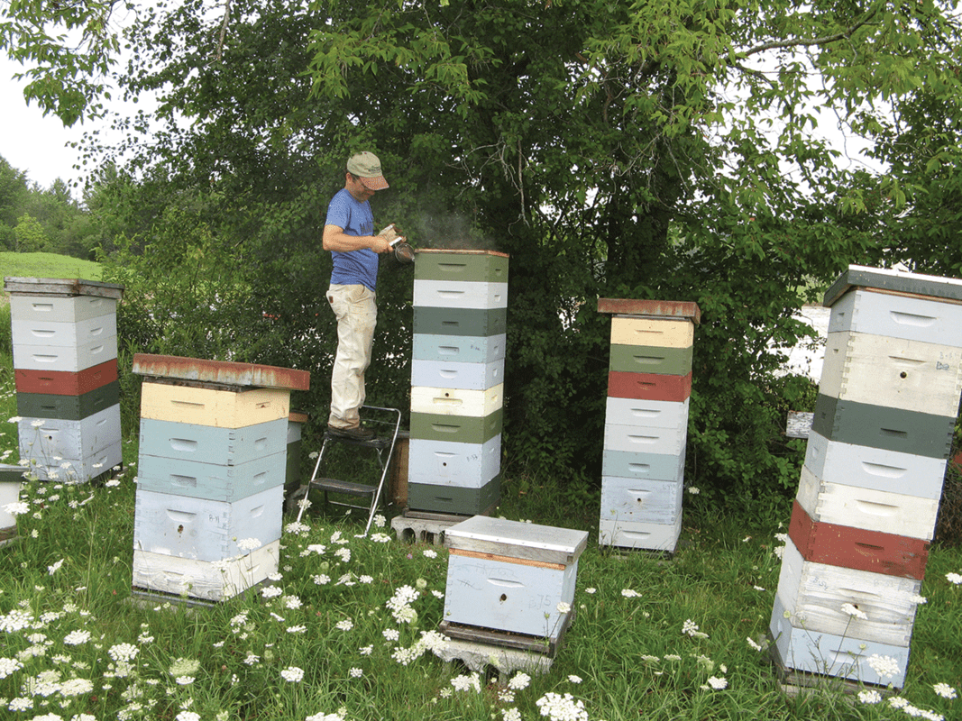 How Bees Make Hives An Essential Guide To Beekeeping My 6930