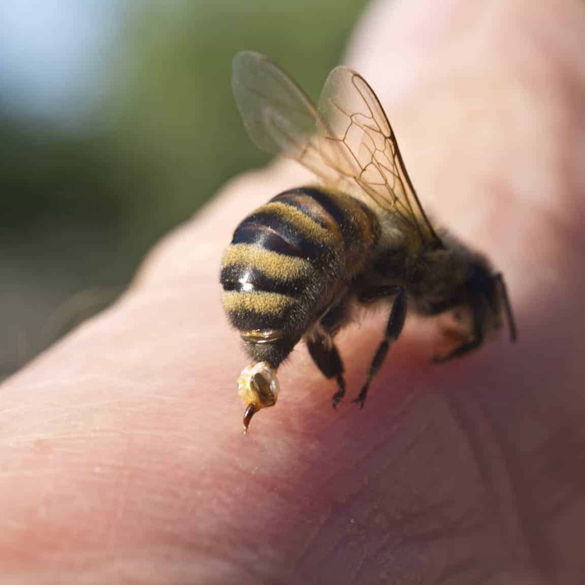 What Are Honey Bee Stings?