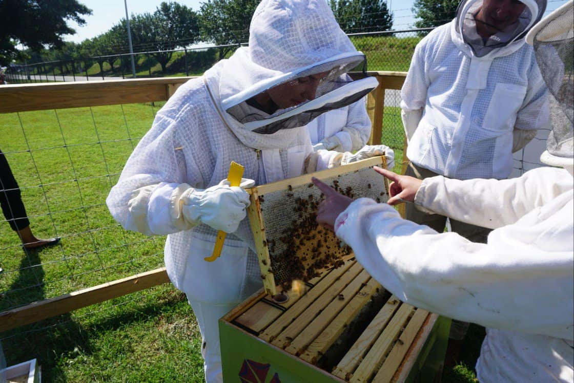What Are The Dangers Of Beekeeping?
