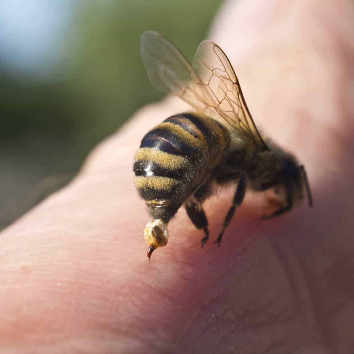 What Are The Impacts Of Worker Bee Stings?