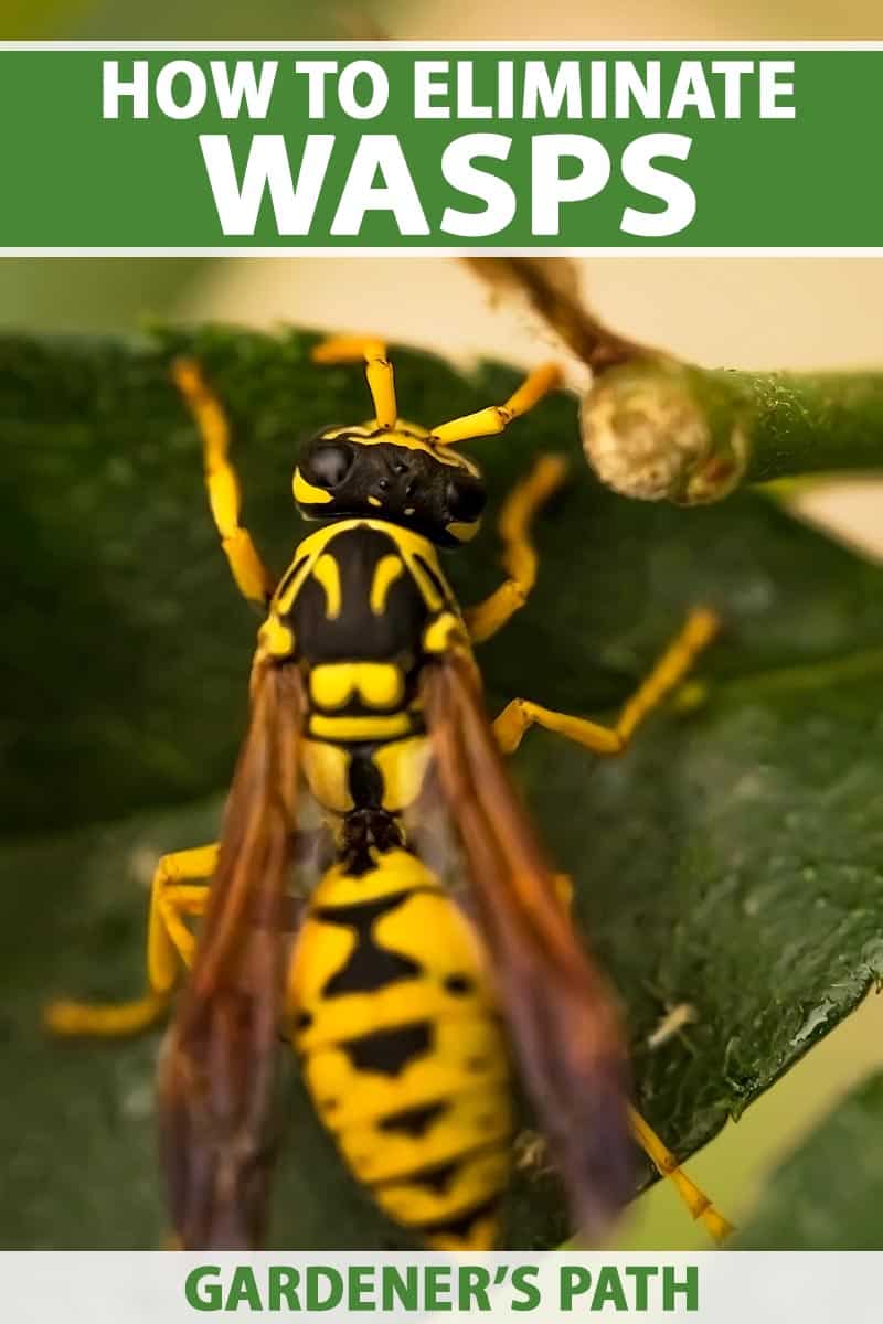 What Are Wasps And Why Do We Need To Kill Them?