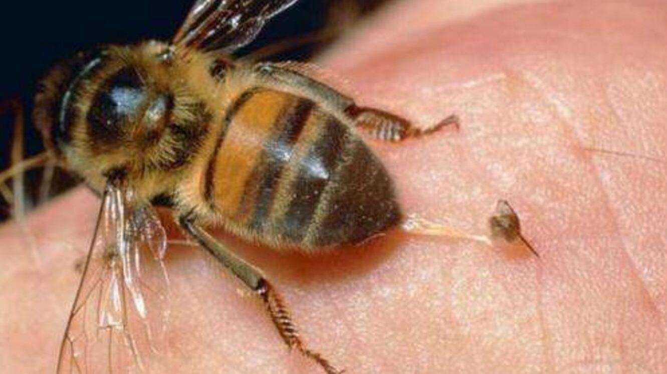 What Bee Leaves Its Stinger In You?
