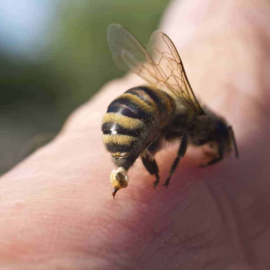 What Bees Leave Stingers?