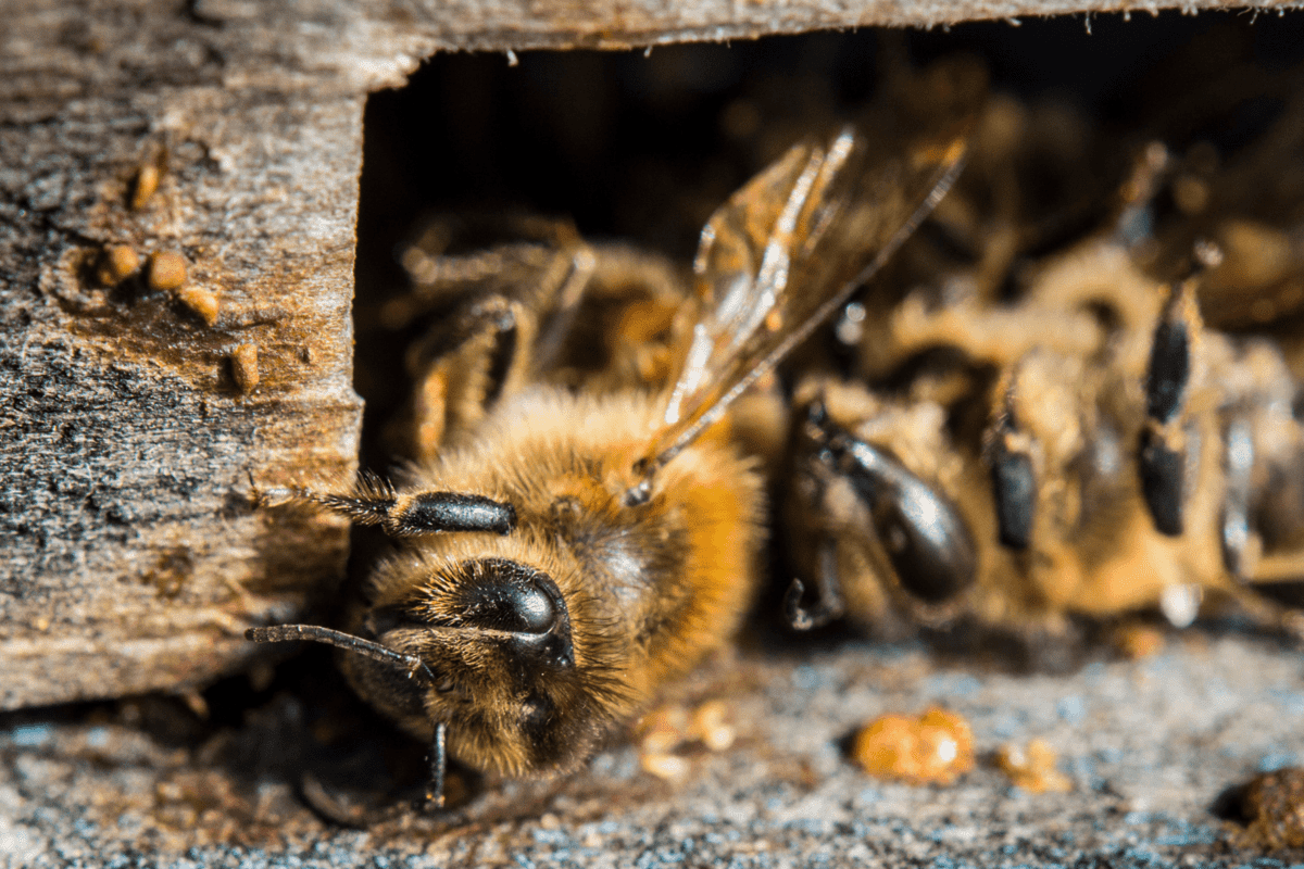 What Causes A Dead Bee Sting?
