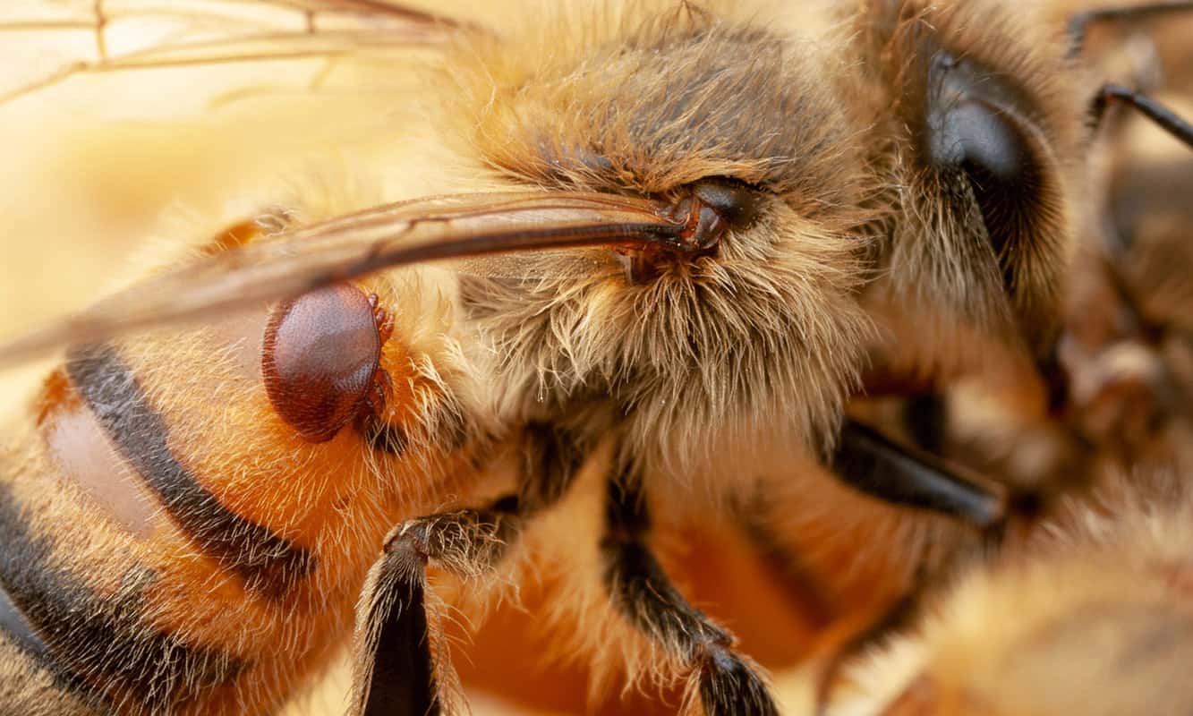 What Causes Honey Bees To Attack?