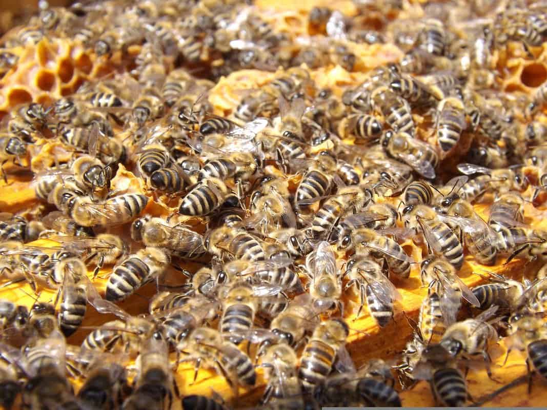 What Do Baby Bees Look Like?