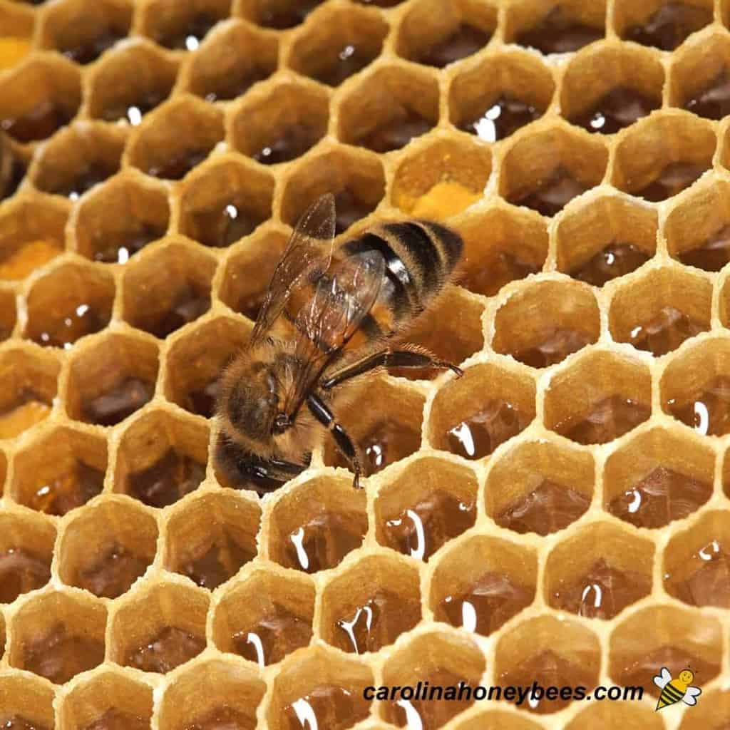 What Do Bees Consume To Make Honey?