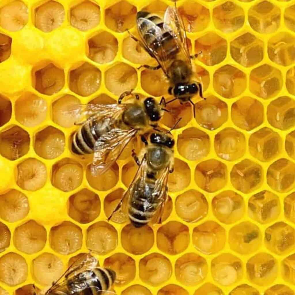 What Do Bees Have Babies?
