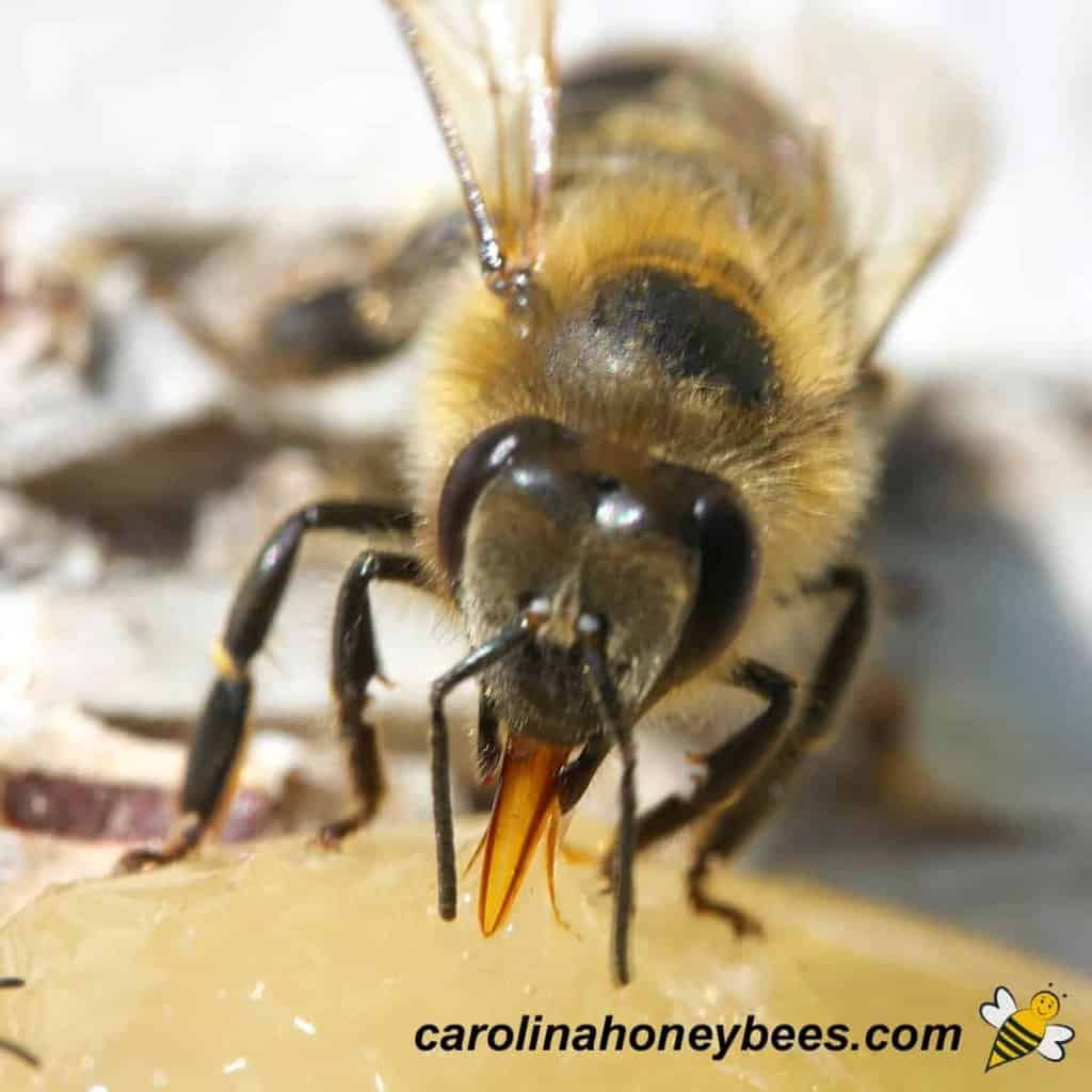 What Do Honeybees Eat?