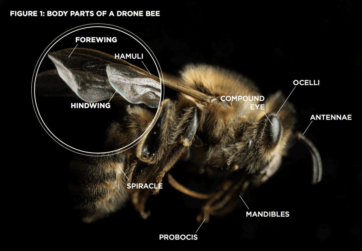 What Happens If A Queen Bee Stings You?