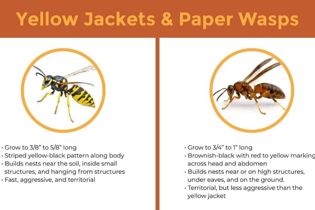 Beekeeping: What Home Remedies Are Effective for Killing Wasps?