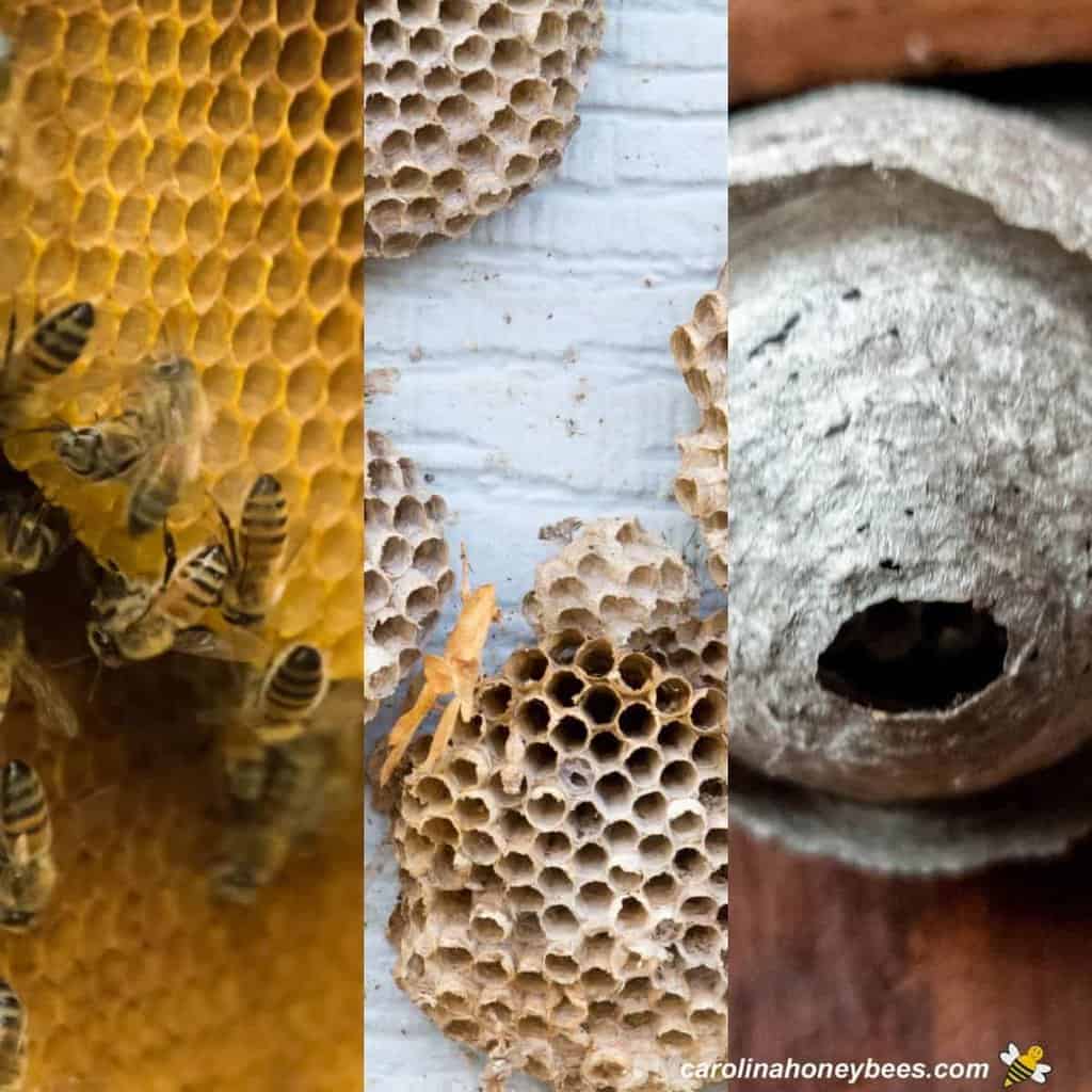 What Is A Bee Nest?