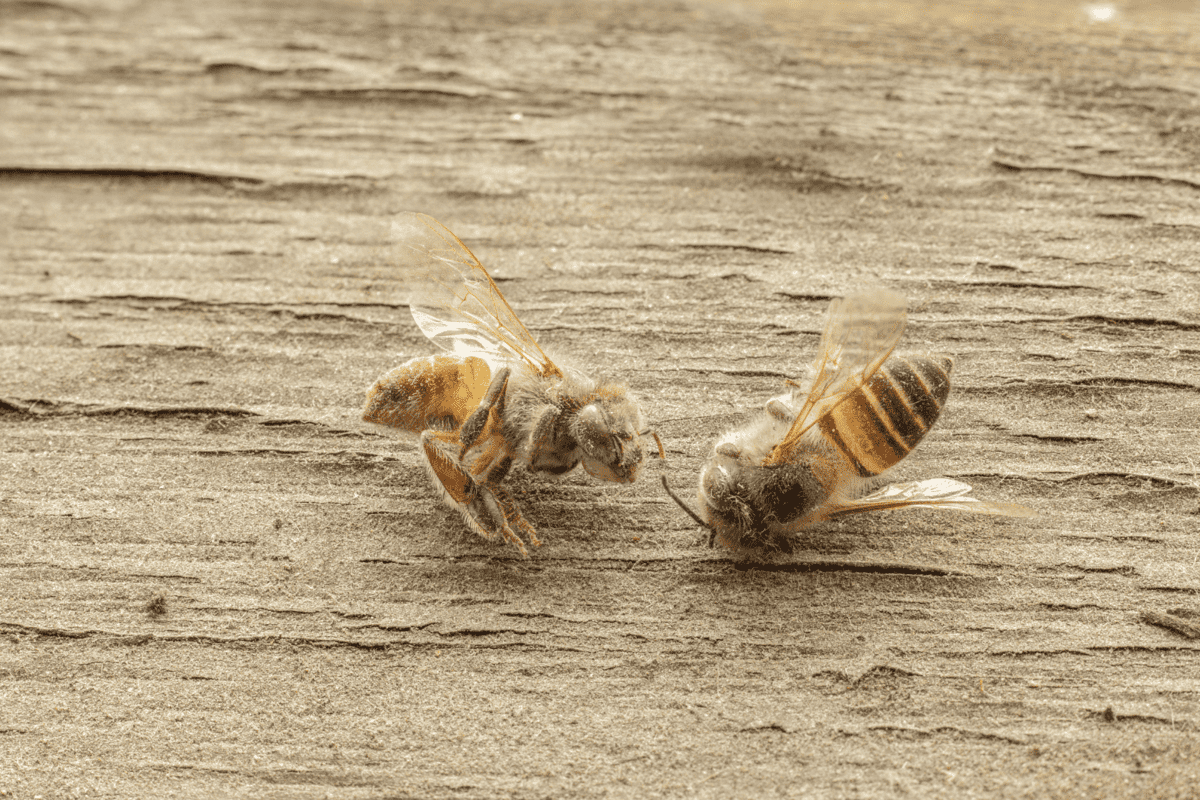 What Is A Dead Bee Sting?