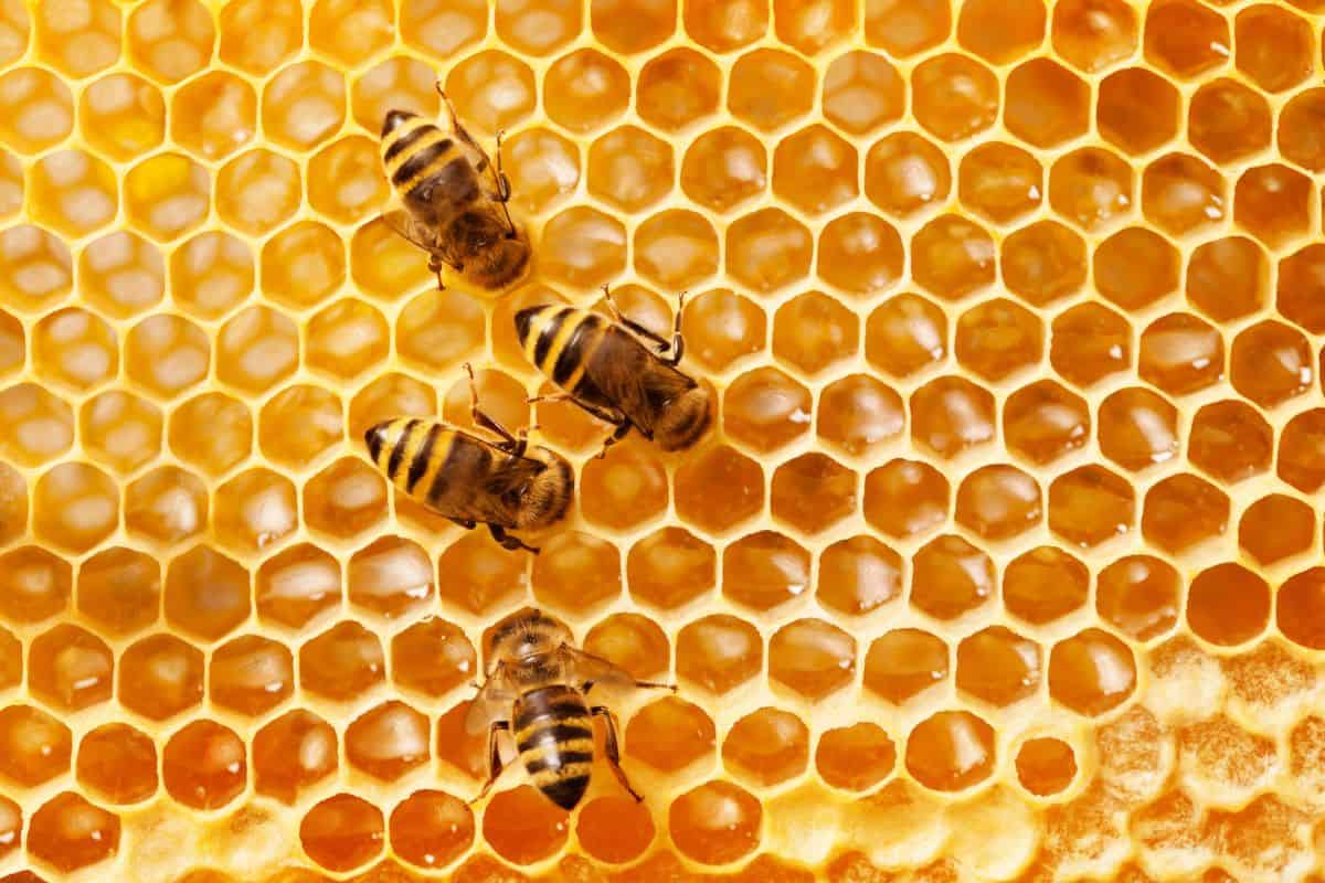 What Is A Domestic Honey Bee?