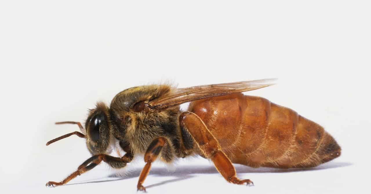 What Is A Queen Bee?