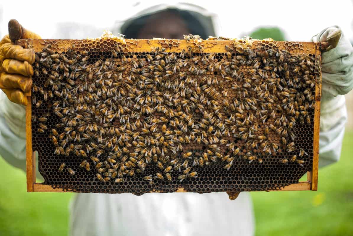 What Is A Worker Bee?