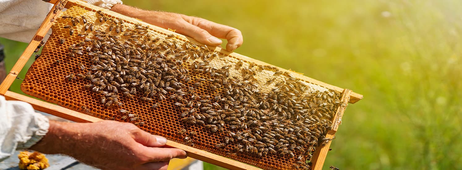 What Is Reconstituting Honey?