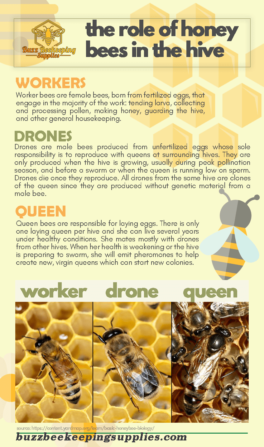 What Is The Role Of Worker Bees In A Bee Hive?