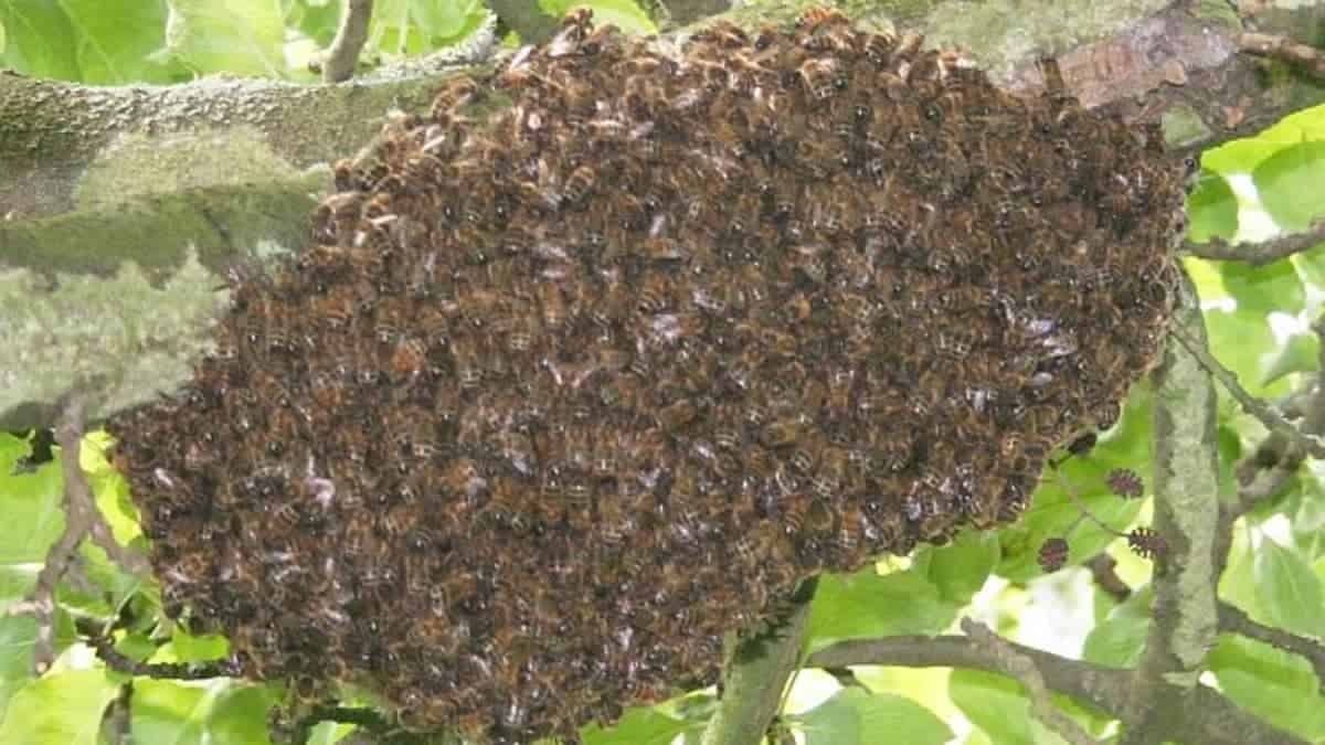 What Time Of Day Do Bees Leave The Hive?