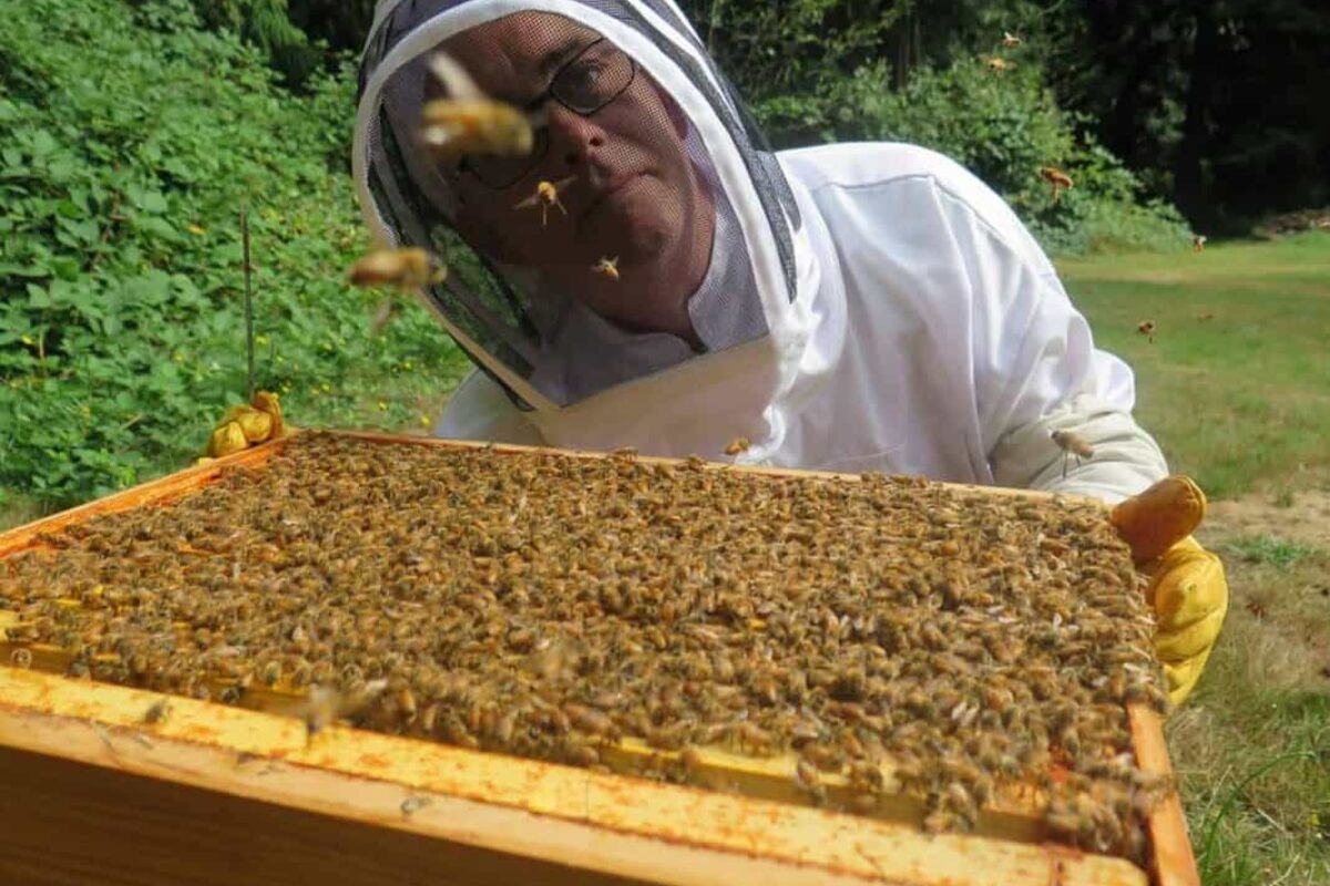 Beekeeping 101: When Do Bees Come Out?