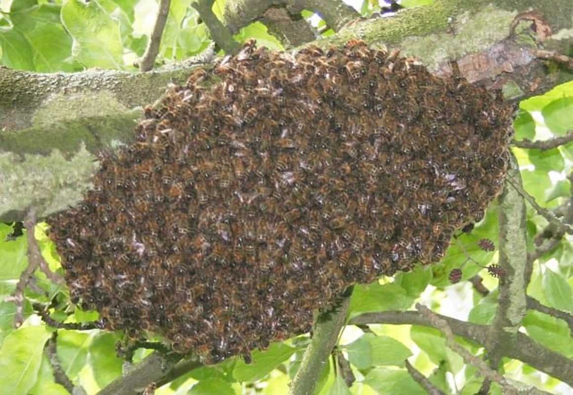 When Do Bees Go Back To Their Hive?